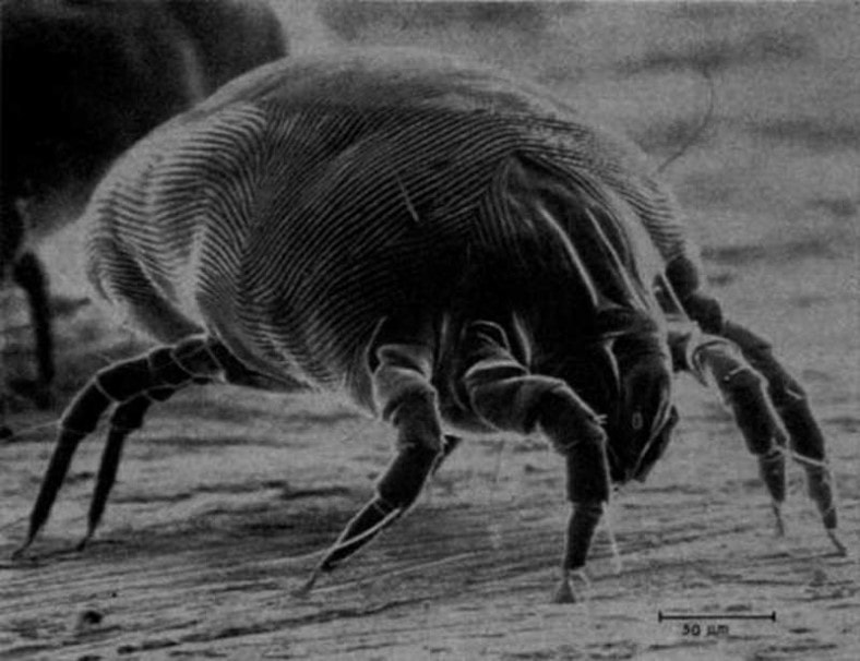 Do air purifiers help with dust mites featured image