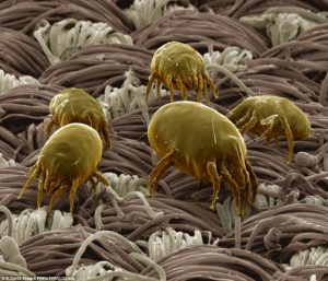 Microscopic image of dust mites on fabric