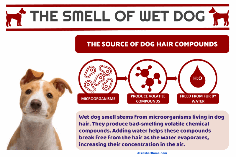 Wet dog smell odor infographic