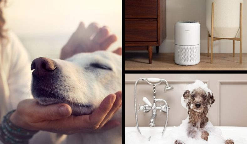 Will air purifiers help with dog smell featured image