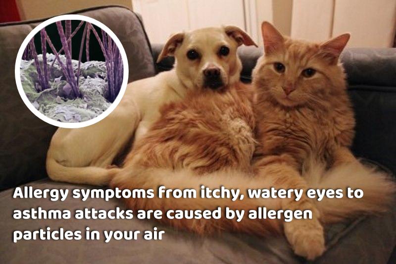 Image note about pet allergies