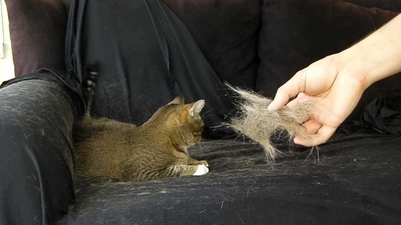 Picture of cat on couch with hair