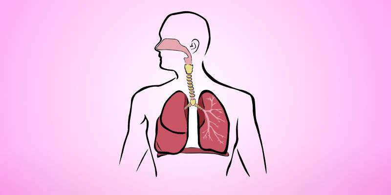 Image of human respiratory system