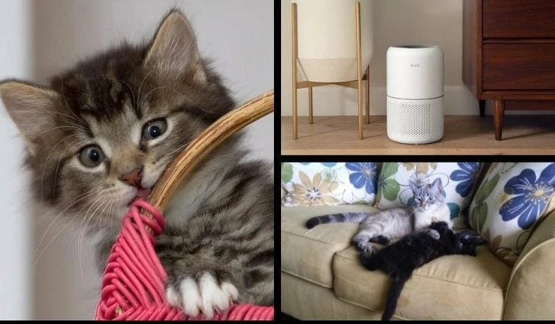 Do air purifiers help with cat hair featured image