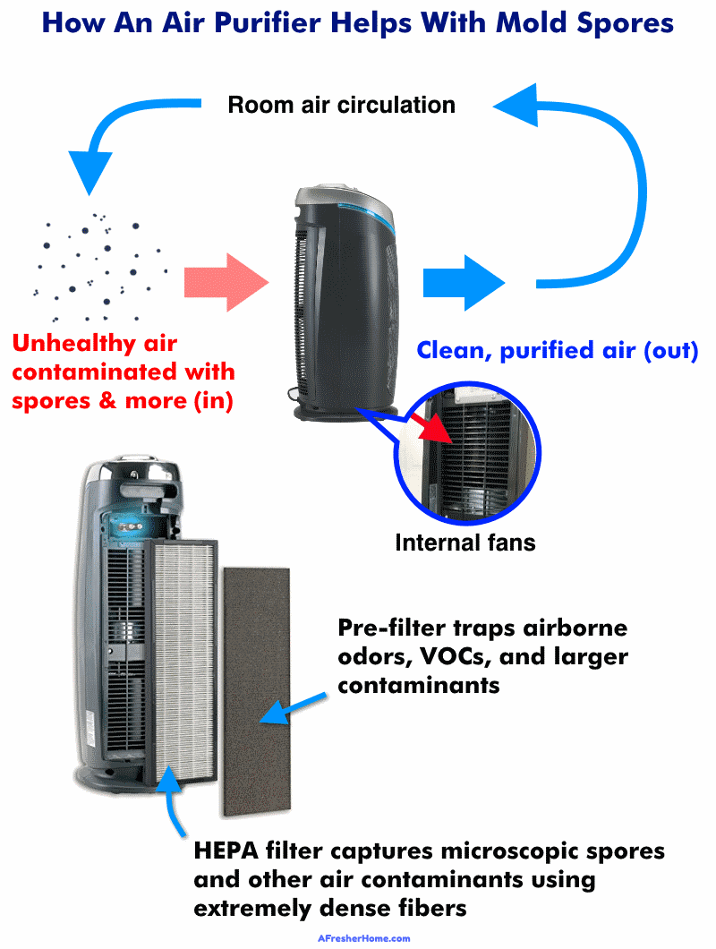 Diagram showing how air purifiers help with mold spores