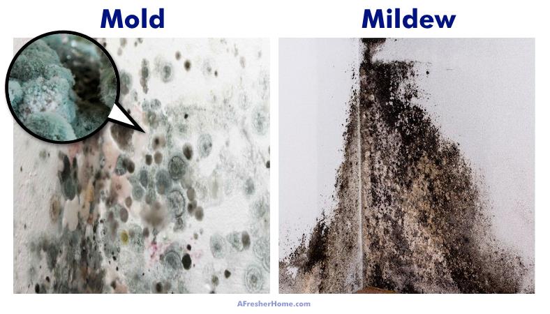 Image showing a mold vs mildew comparison
