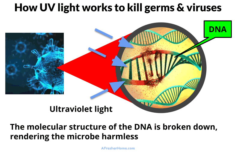 Image showing how UV light kills microbes