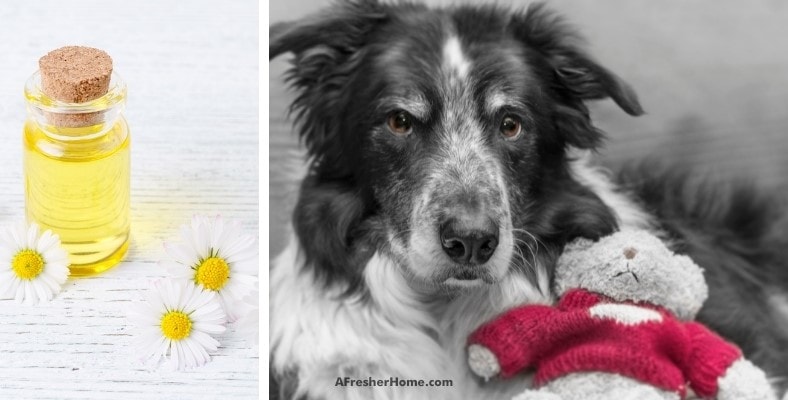 is chamomile oil toxic to dogs