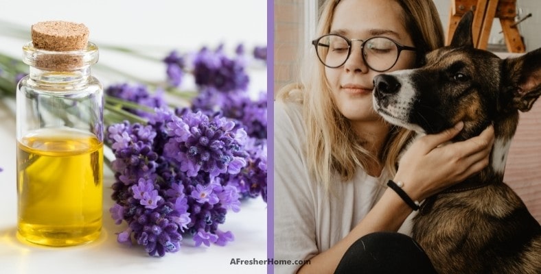 is lavender safe to diffuse around dogs