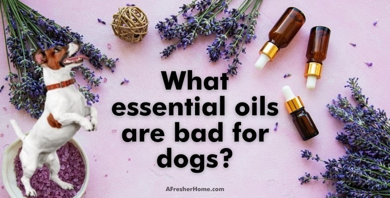 what essential oils are bad for dogs