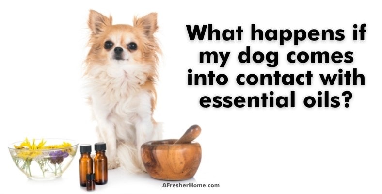 what happens if my dog comes into contact with essential oils