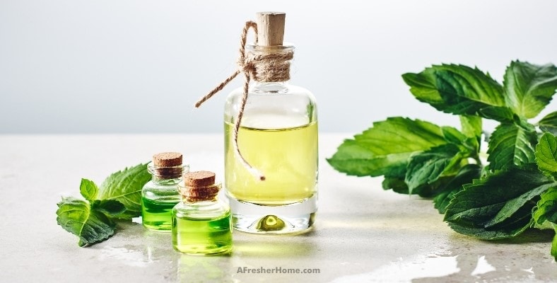 does peppermint oil kill bacteria