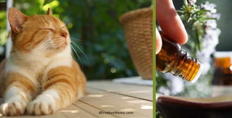 don’t let your cat touch the oil