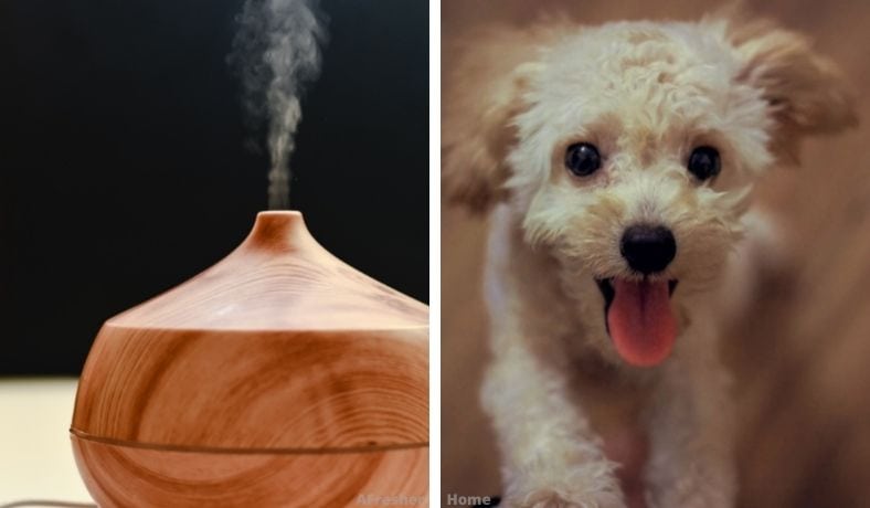 can i use a diffuser around my dog main article image