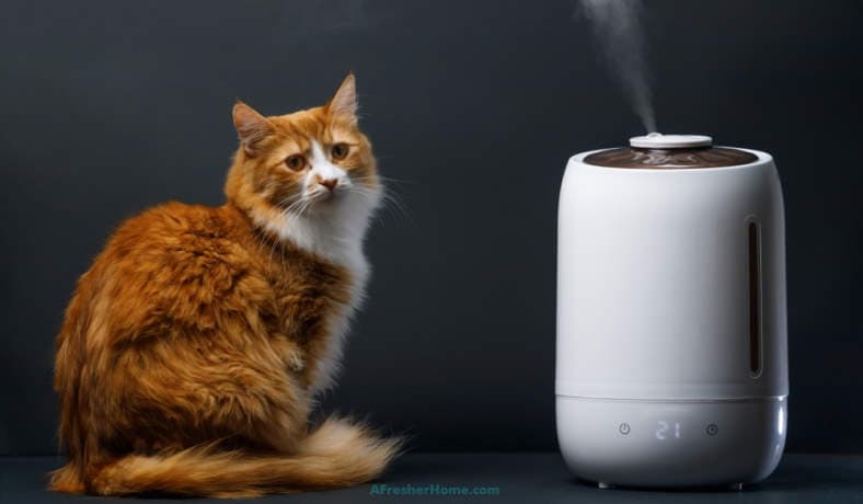 Can I Diffuse Oils Around My Cat main article image