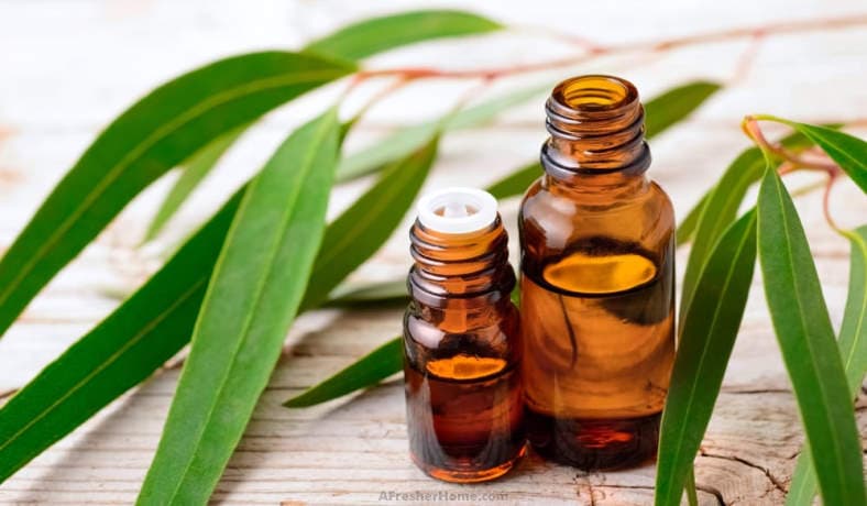 Does Eucalyptus Oil Kill Germs in the Air main article image